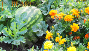 HIKARI Xu Hướng Căn Hộ Vườn Năm 2023 10