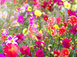 HIKARI Xu Hướng Căn Hộ Vườn Năm 2023